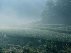 地理標志商標推進農業(yè)提質增效